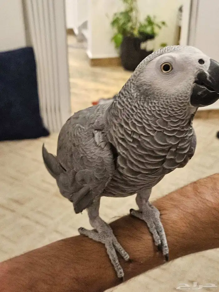 ببغاء افريقي كاسكو يتكلم في الوجه 0