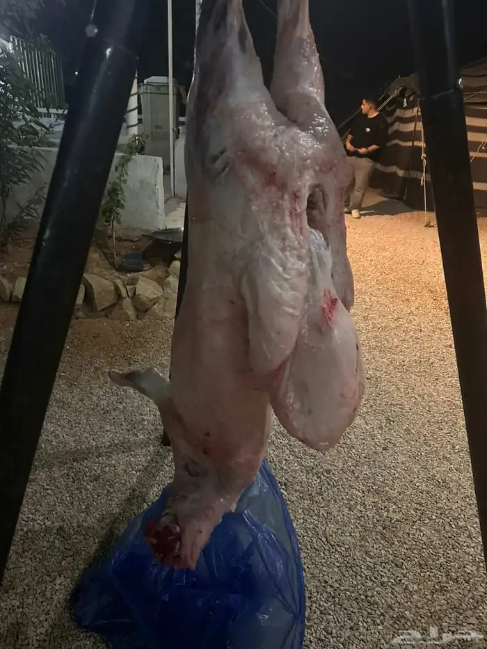 معلم مشويلت مشاوي شوي خارجي تجهيز ذبايح دوار الساعدة 0