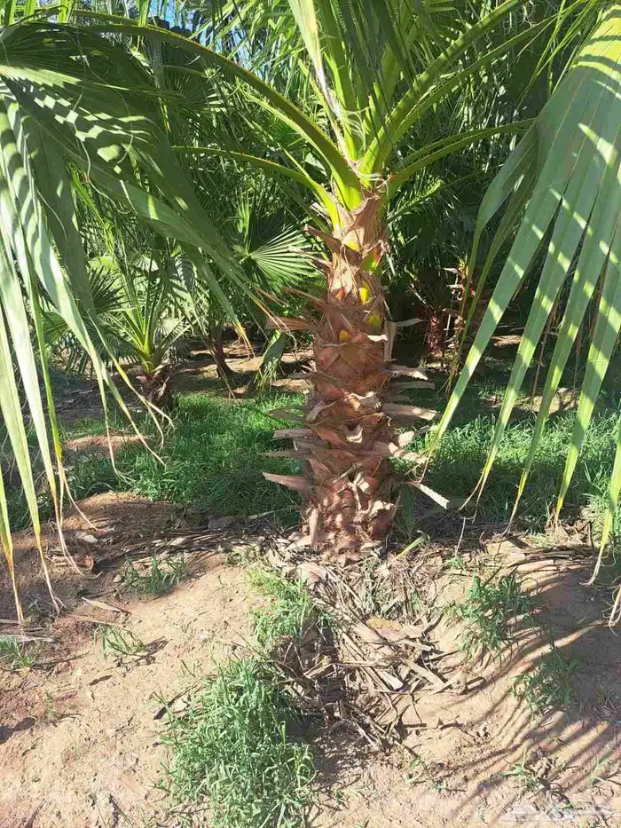 نخل للبيع عربي وزينه واشنطني ونارجين وملوكي 0