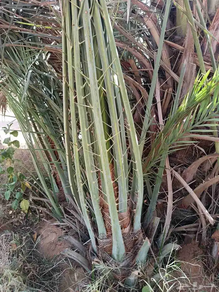 نخل للبيع مثمر نخل منتج 5