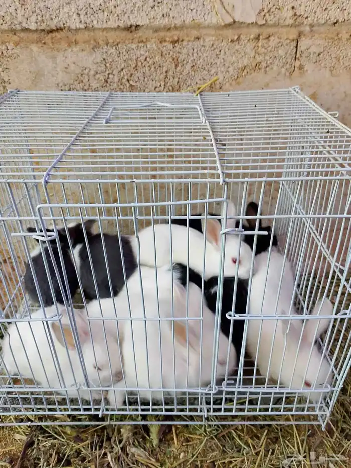 ارانب صغيره مفطومه 2