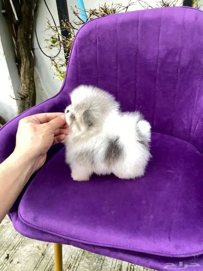 بومرينين تيدي تي كب 0