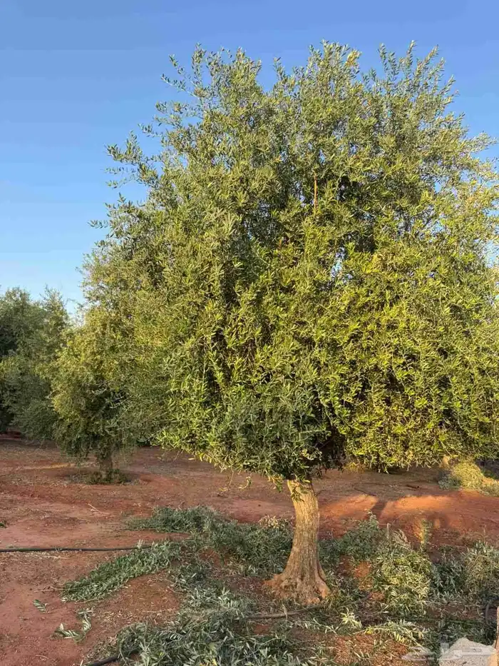 اشجار زيتون اشجار ترمنابيا 6