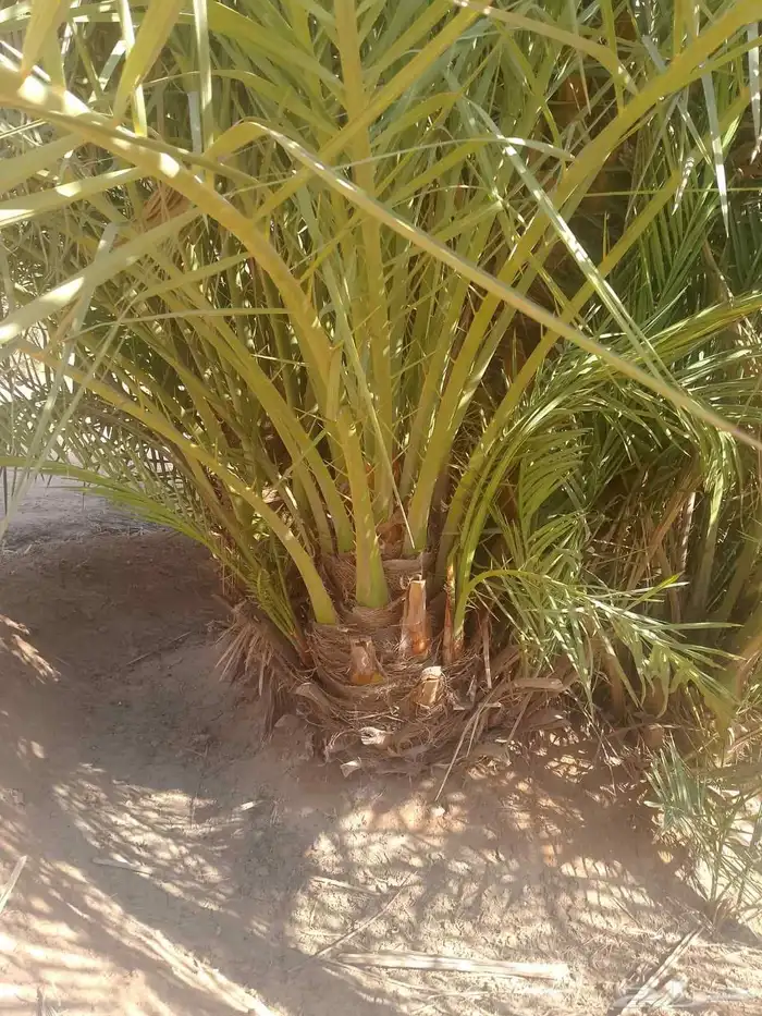جثايث سكري نخل القصيم نخيل القصيم صقعي مجدول عجوه ونانه لبان 5