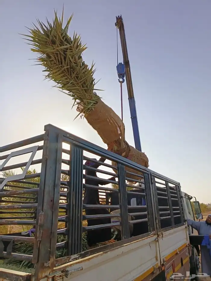 نخل للبيع مثمر نخل منتج 2