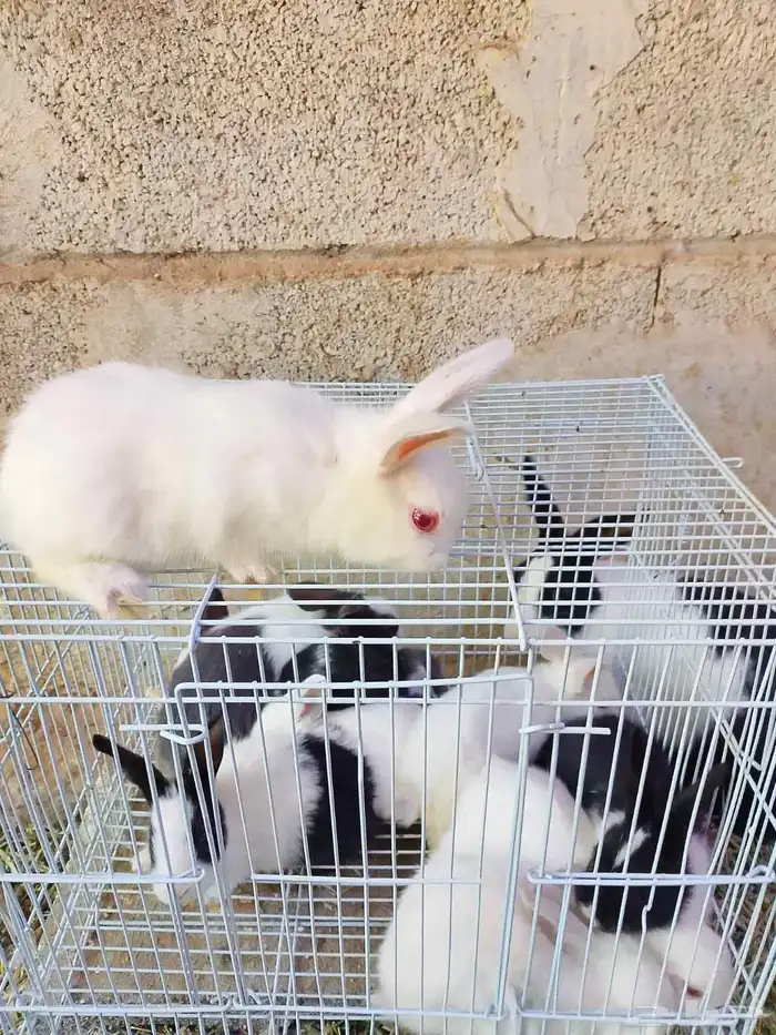 ارانب صغيره مفطومه 3