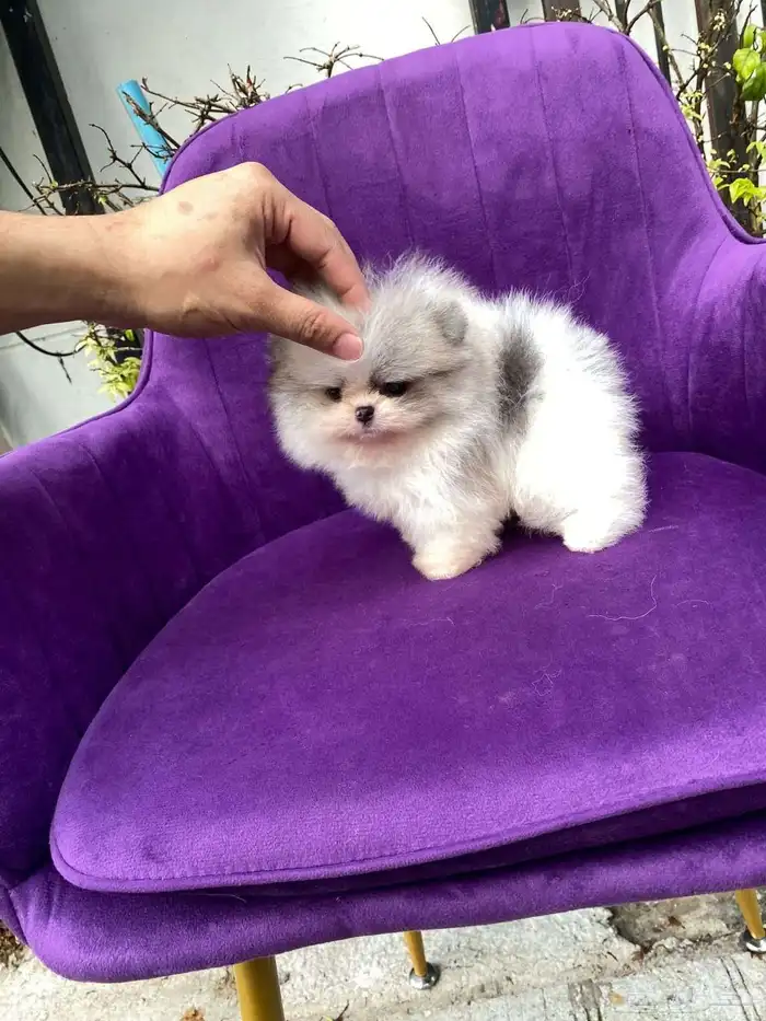 بومرينين تيدي تي كب 3