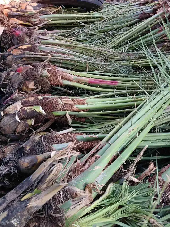 نخل للبيع مثمر نخل منتج 4