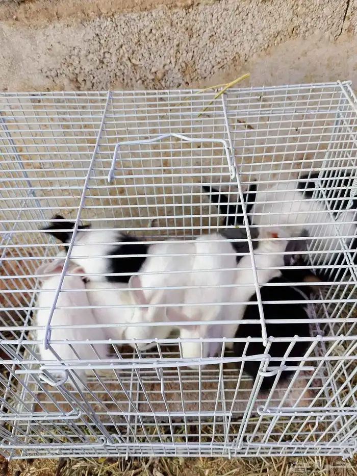 ارانب صغيره مفطومه 1