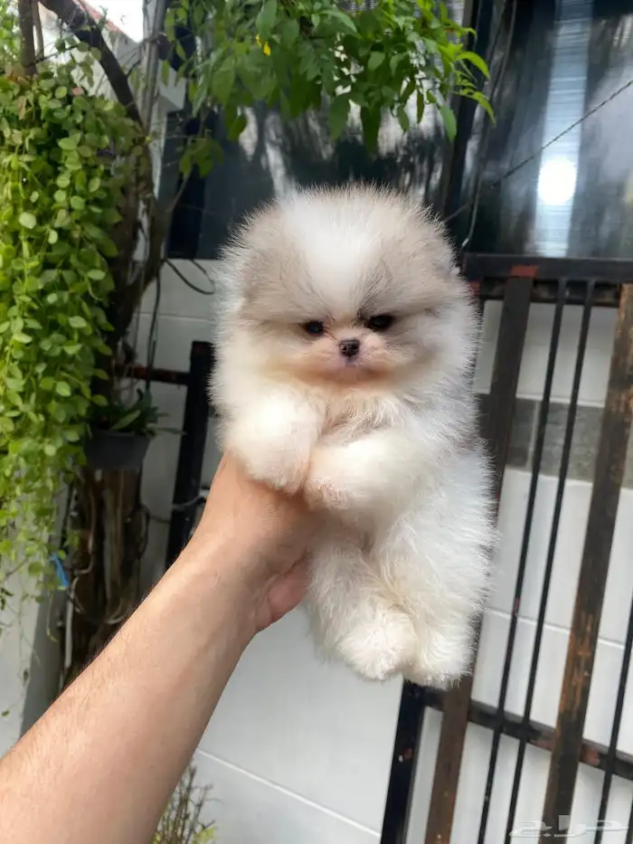 بومرينين تيدي تي كب 1