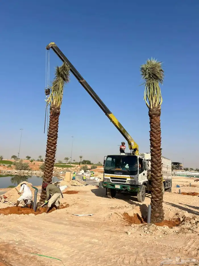 نخل واشنطني زينه نخل مثمر صقعي هلالي ونانه اخلاص سكري برحي 1