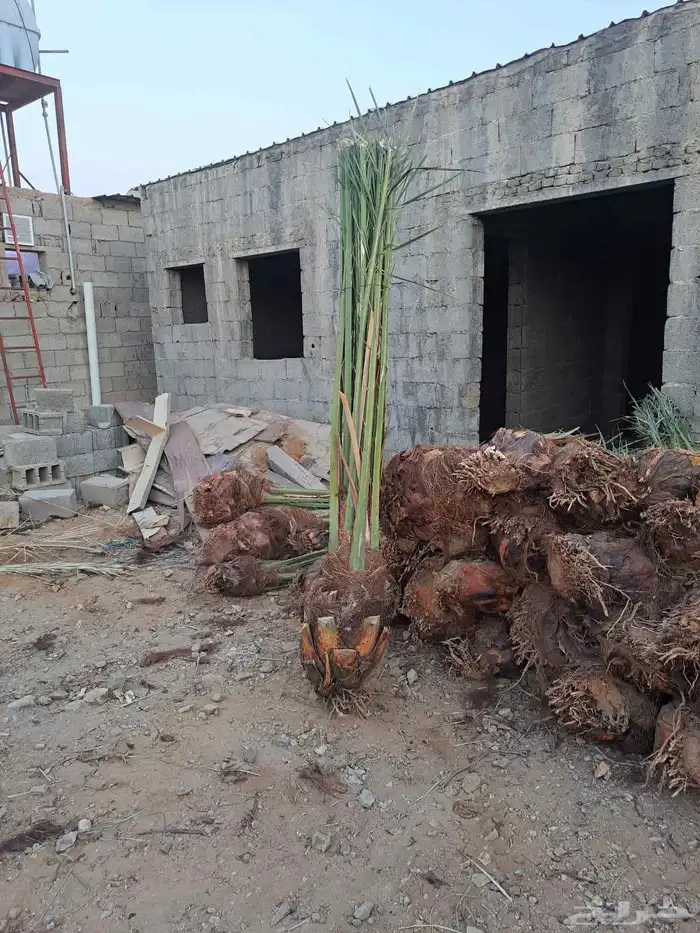 نخل للبيع عربي وزينه واشنطني ونارجين وملوكي 8