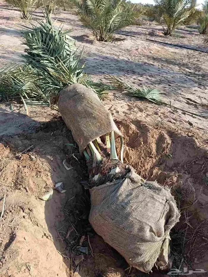 نخل للبيع مثمر نخل منتج 3