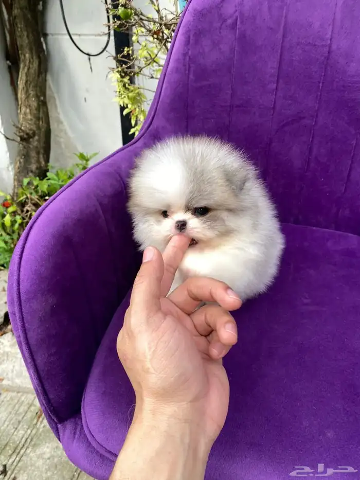 بومرينين تيدي تي كب 2