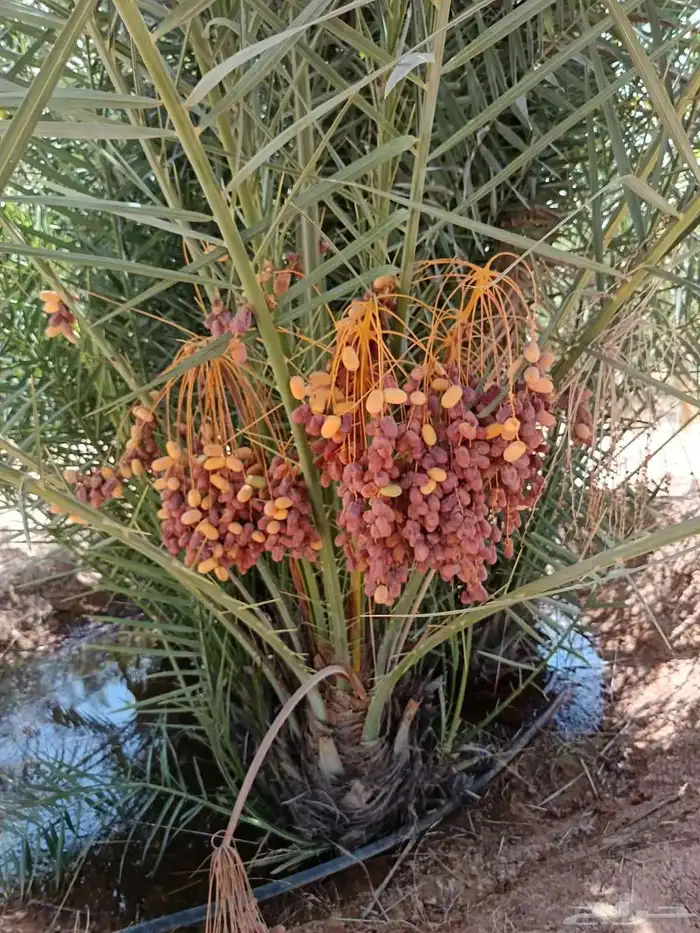 نخل للبيع مثمر نخل منتج 6