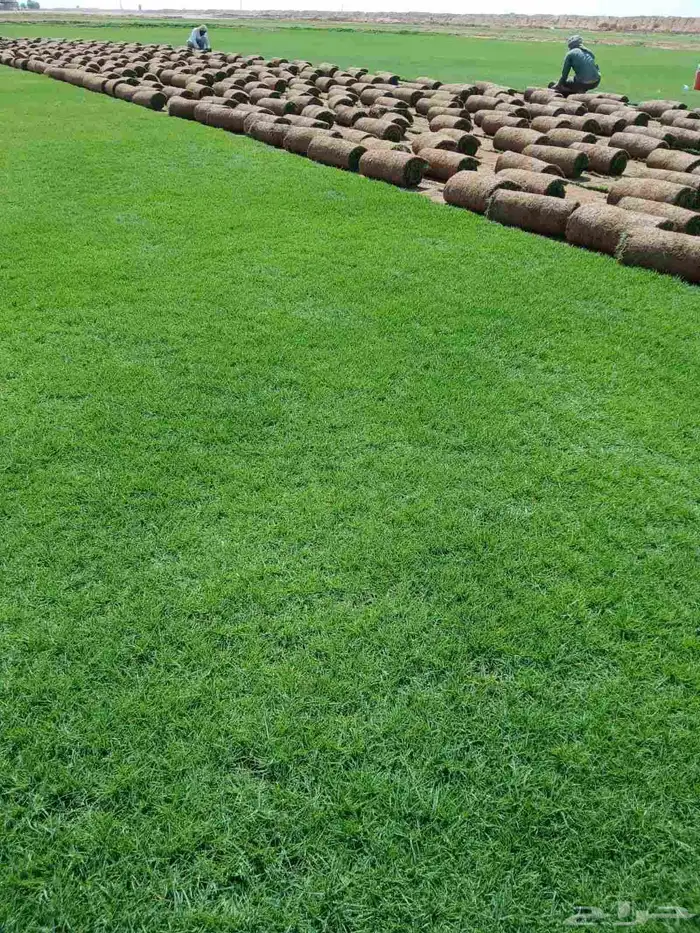 ثيل طبيعي سي 2000 درجه اولى صافي ونقي على الشرط شكل جمالي وخ 0