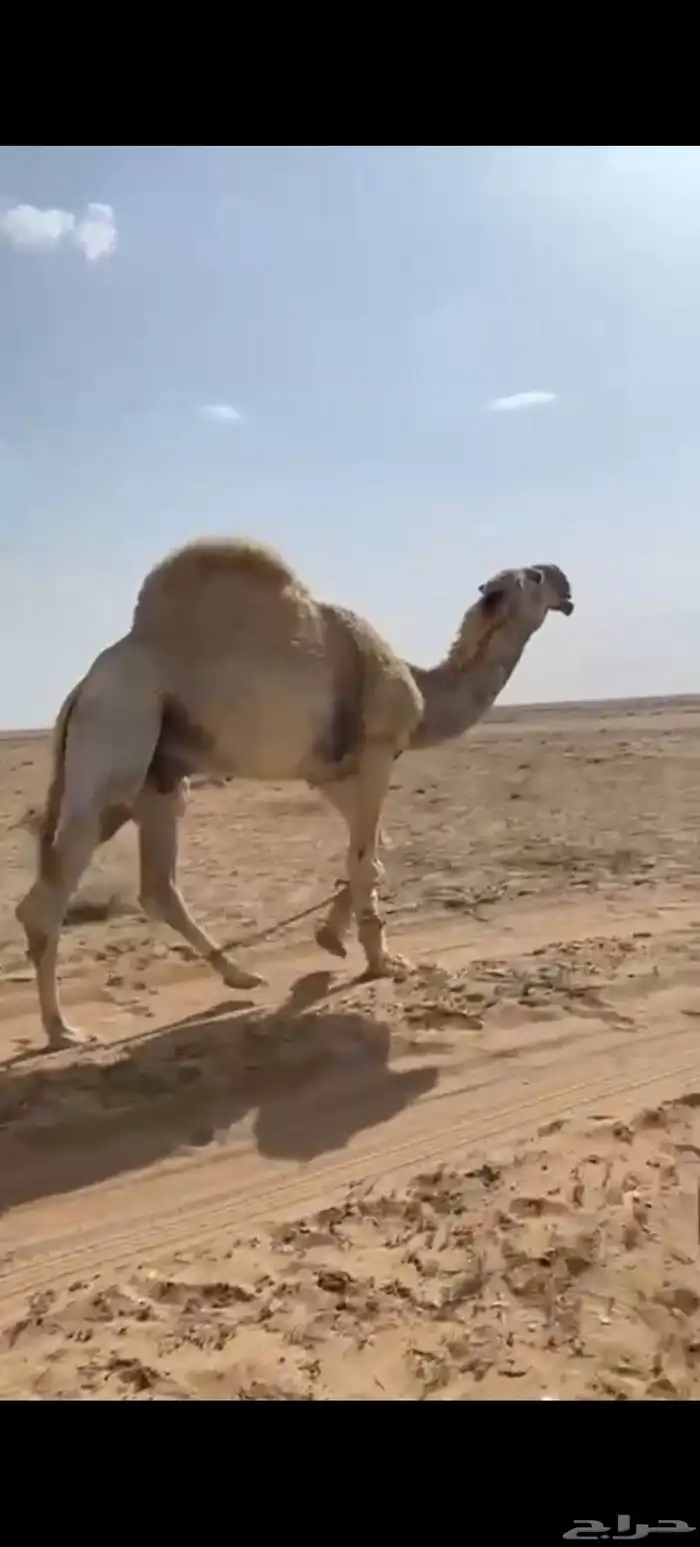 للبيع فحل باتلي 0