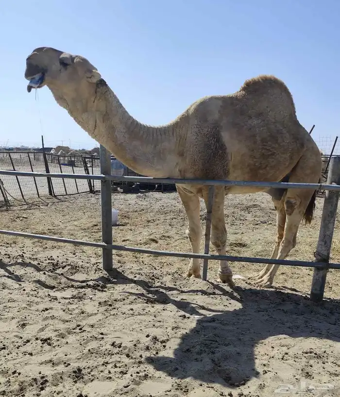 مجهم لقحه على رماني منتج 1