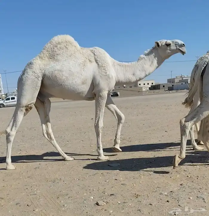 قعود مزاين طيب وساس طيب 0