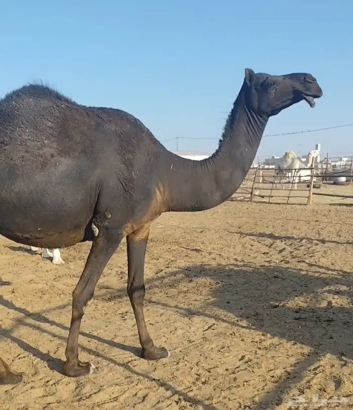 مجهم لقحه على رماني منتج 0