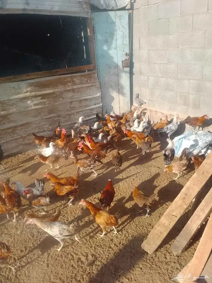 دجاج بلدي للبيع 0