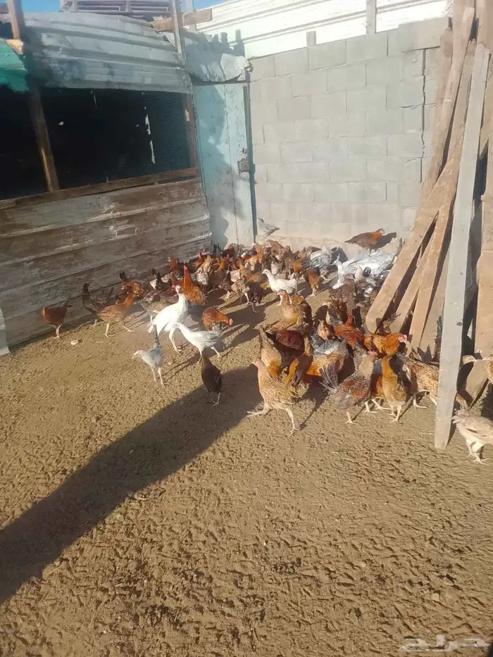 دجاج بلدي للبيع 3