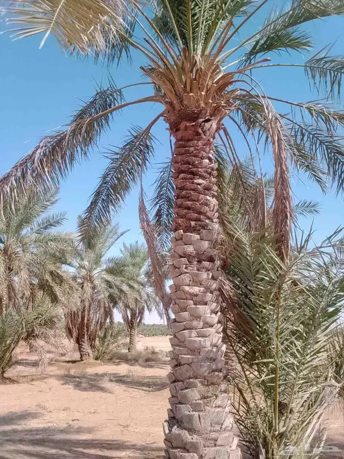 يوجد لدينا نخل عربي وشنطني وفسيل النخل توريد 1