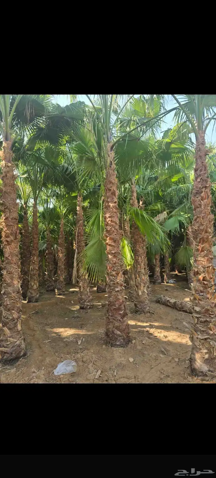 نخل عربي وزيتون مثمر 0