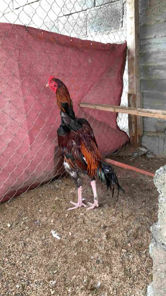 ديك باكستاني 0