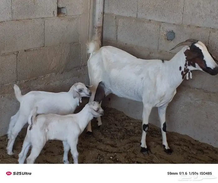 ماشاءالله جفرتين من مراح معروف تحت كل وحدة جفرتين 3