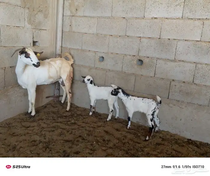 ماشاءالله جفرتين من مراح معروف تحت كل وحدة جفرتين 1