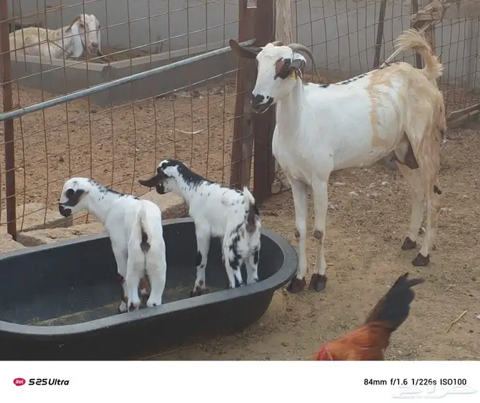 ماشاءالله جفرتين من مراح معروف تحت كل وحدة جفرتين 4