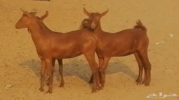 جفار محايليات حمر دهم جنب جفرات محايلية فاخرة 28