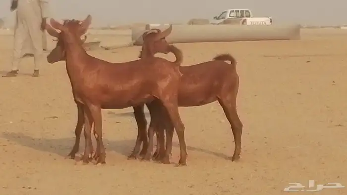 جفار محايليات حمر دهم جنب جفرات محايلية فاخرة 5