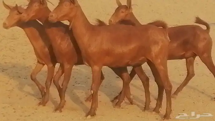 جفار محايليات حمر دهم جنب جفرات محايلية فاخرة 20