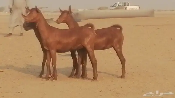 جفار محايليات حمر دهم جنب جفرات محايلية فاخرة 7
