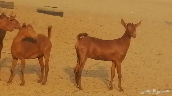 جفار محايليات حمر دهم جنب جفرات محايلية فاخرة 14