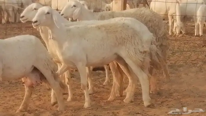 رخال حريات حرش صنف فواخر جنب دفع 5 رأس 3