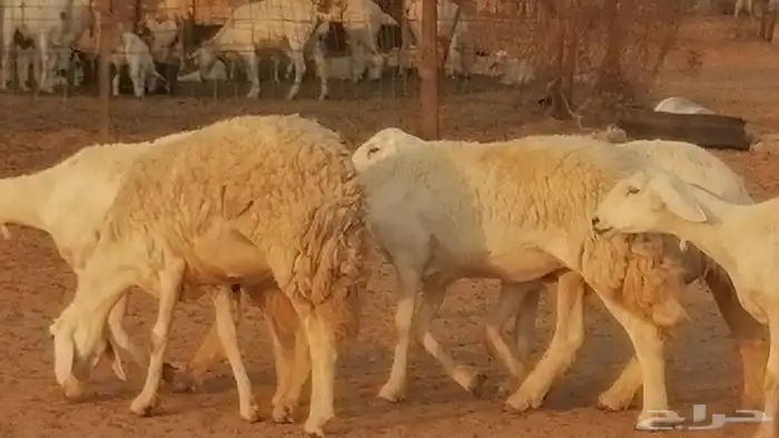 رخال حريات حرش صنف فواخر جنب دفع 5 رأس 28