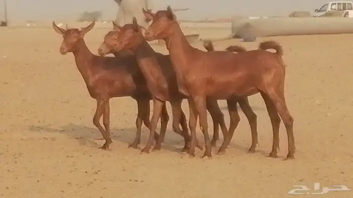 جفار محايليات حمر دهم جنب جفرات محايلية فاخرة 3