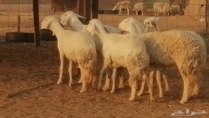 رخال حريات حرش صنف فواخر جنب دفع 5 رأس 13