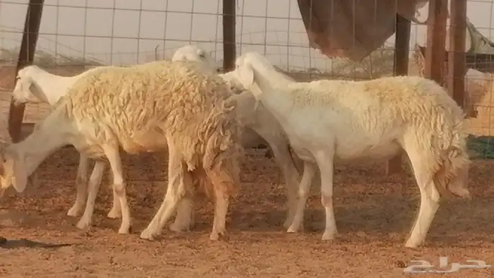 رخال حريات حرش صنف فواخر جنب دفع 5 رأس 0