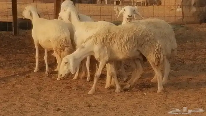 رخال حريات حرش صنف فواخر جنب دفع 5 رأس 21