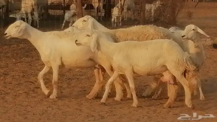 رخال حريات حرش صنف فواخر جنب دفع 5 رأس 19