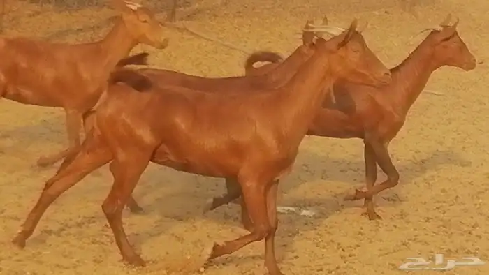 جفار محايليات حمر دهم جنب جفرات محايلية فاخرة 18