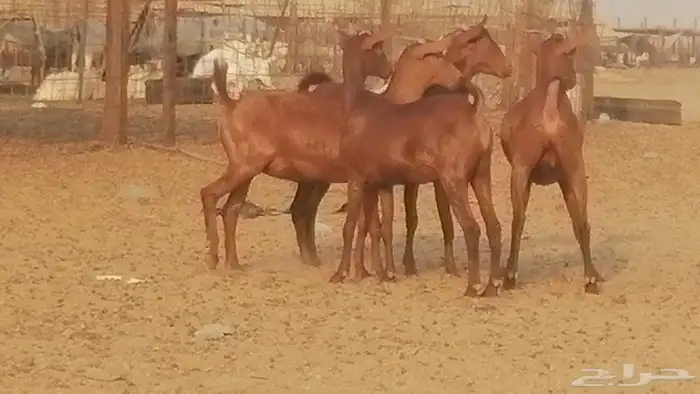 جفار محايليات حمر دهم جنب جفرات محايلية فاخرة 31