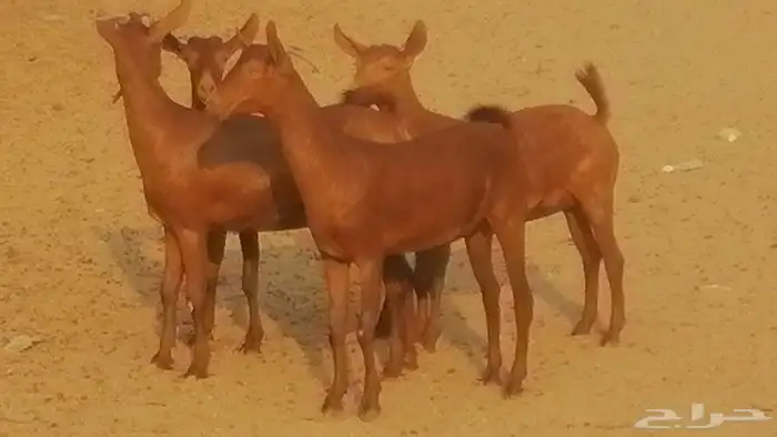 جفار محايليات حمر دهم جنب جفرات محايلية فاخرة 29