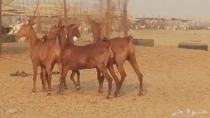 جفار محايليات حمر دهم جنب جفرات محايلية فاخرة 27