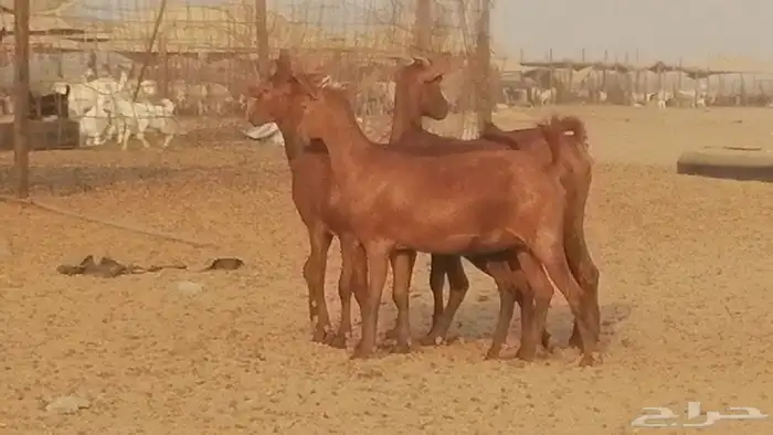 جفار محايليات حمر دهم جنب جفرات محايلية فاخرة 13