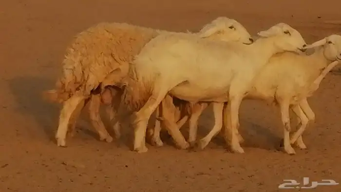 رخال حريات حرش صنف فواخر جنب دفع 5 رأس 16